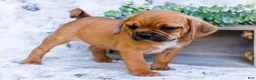 Puggle dogs for sale: Billy - Ad 14