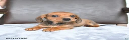 Miniature Dachshund dogs for sale: Chip - Ad 3