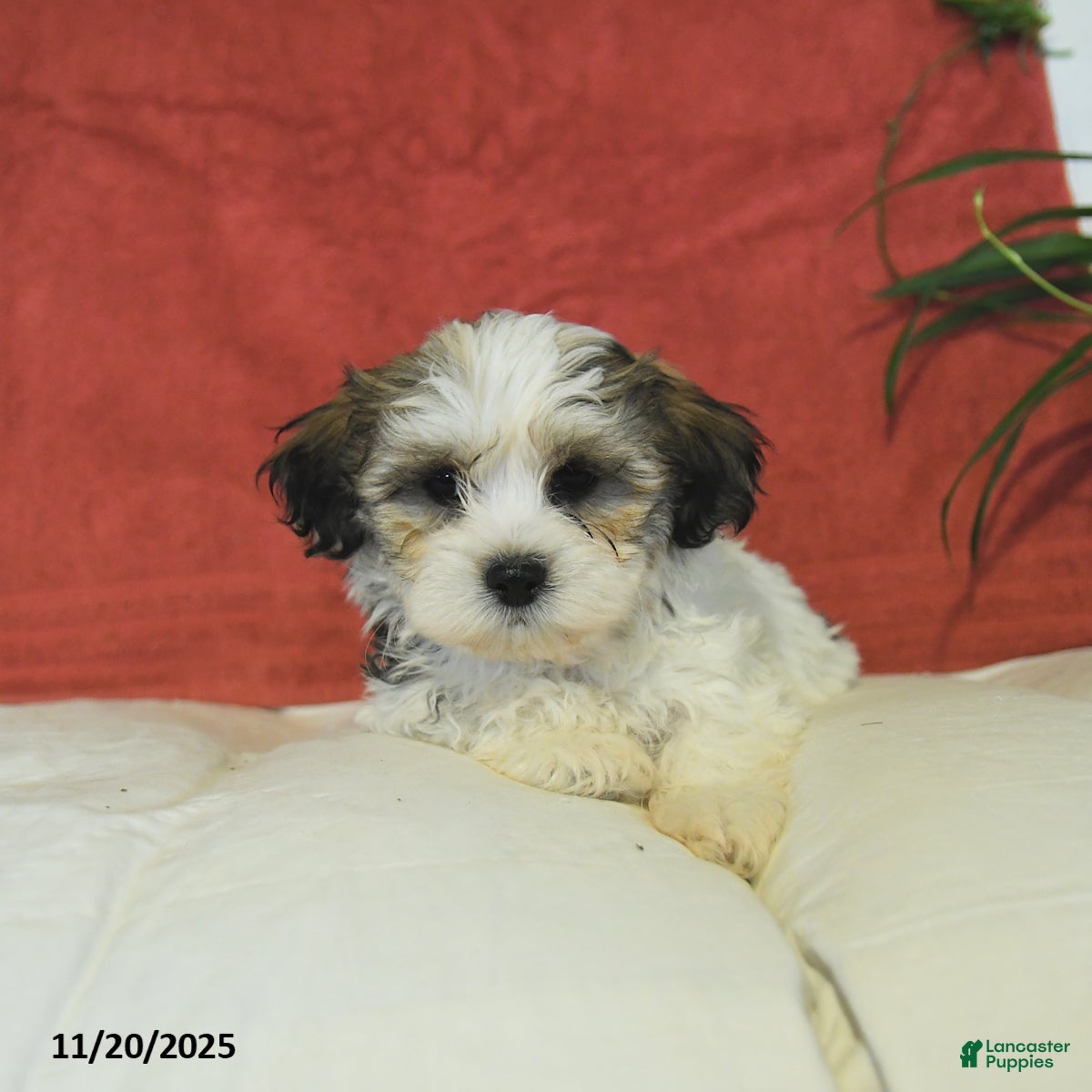 Teddy Bear dogs Basil  - Ad 40