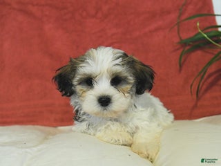 Teddy Bear dogs Basil - Ad 7