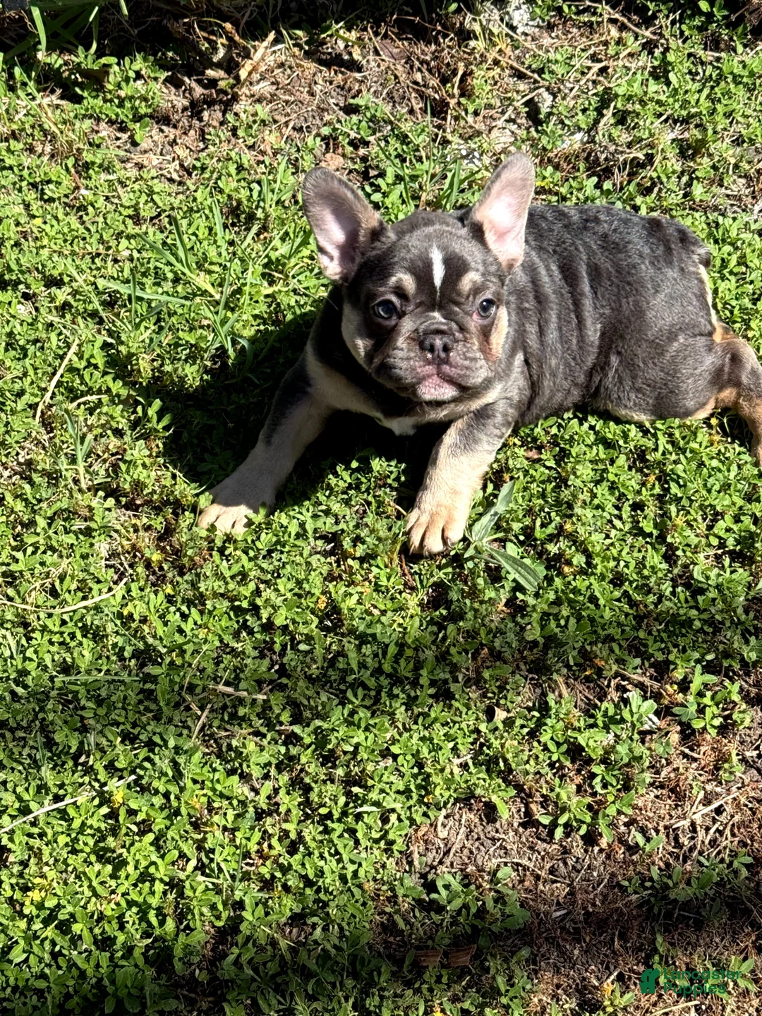French Bulldog dogs for sale: French Bulldog Puppy 1 - Ad 1