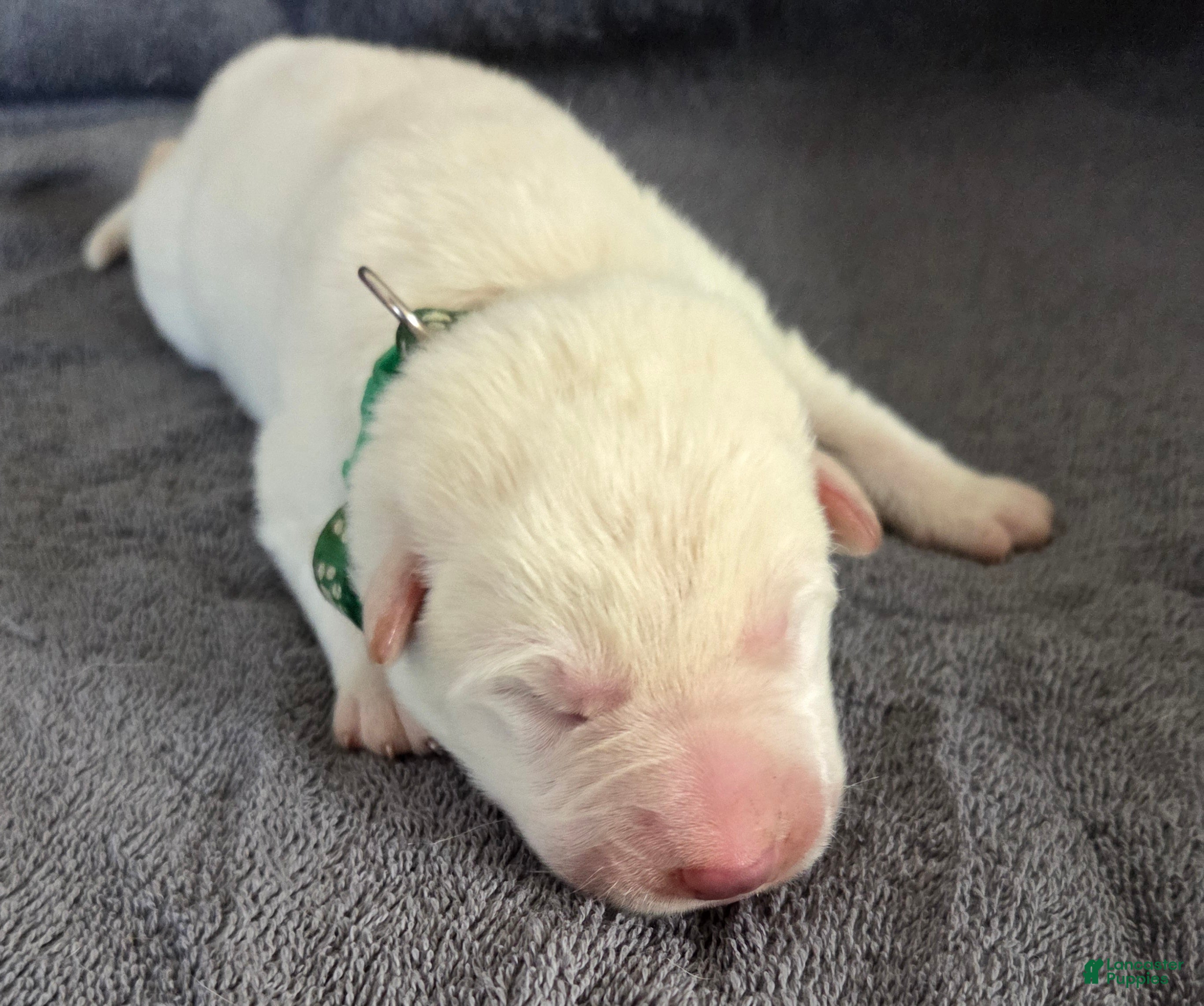 German Shepherd dogs German Shepherd Puppy 3 - Ad 23