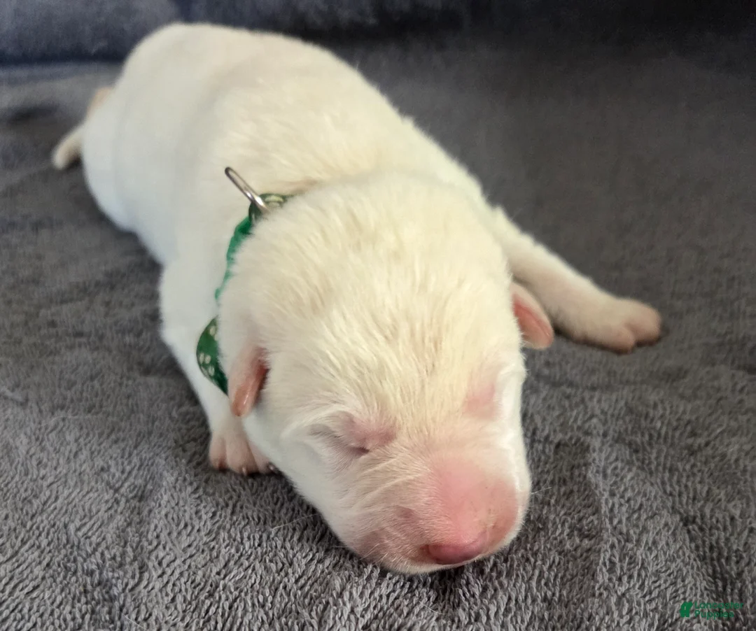 German Shepherd dogs for sale: German Shepherd Puppy 3 - Ad 1