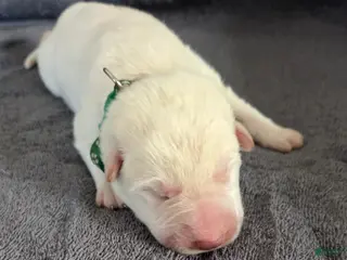 German Shepherd dogs German Shepherd Puppy 3 - Ad 23