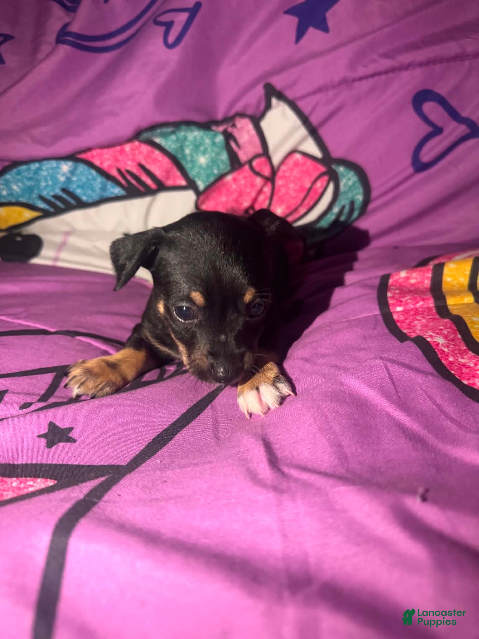 Chihuahua dogs Brody  - Ad 1