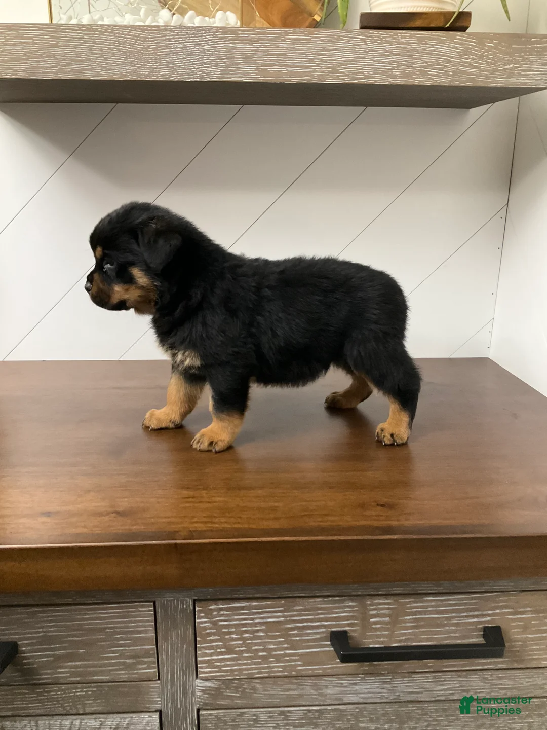 Rottweiler dogs for sale: Rottweiler Puppy 4 - Ad 4