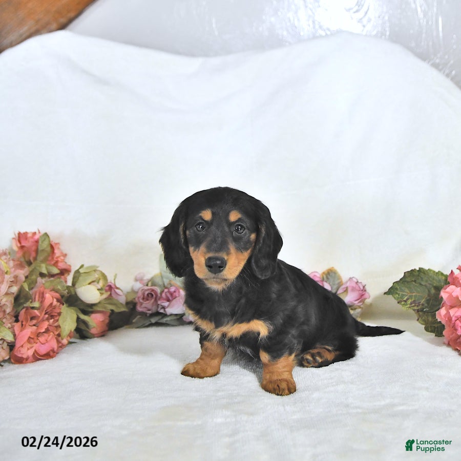 Miniature Dachshund dogs Pixie - Ad 2