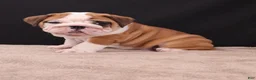 English Bulldog dogs for sale: Thor - Ad 8