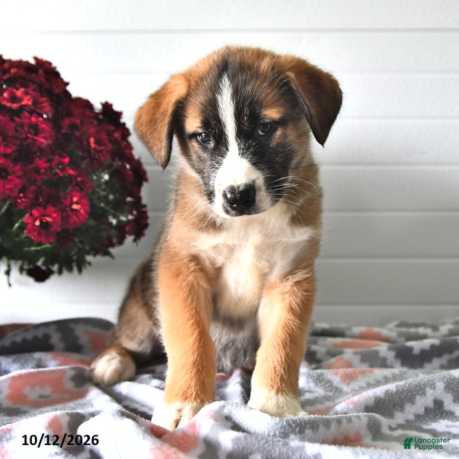 Mixed Breed dogs Smokey - Ad 1