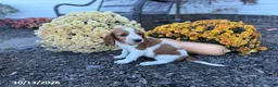 Welsh Springer Spaniel dogs for sale: Lemon - Ad 3