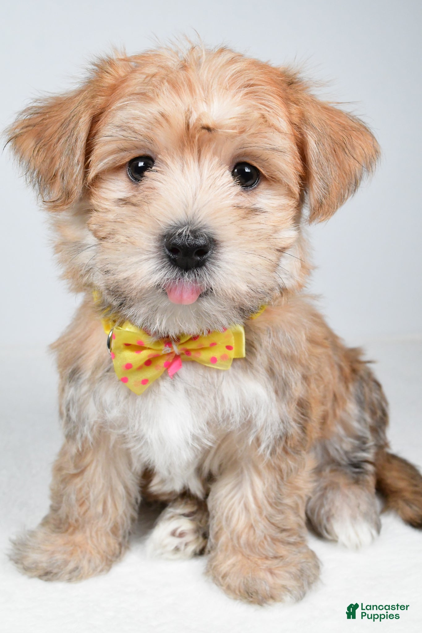 Morkie dogs Gabe - Ad 2