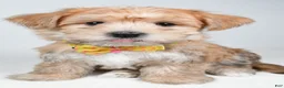 Morkie dogs for sale: Gabe - Ad 2