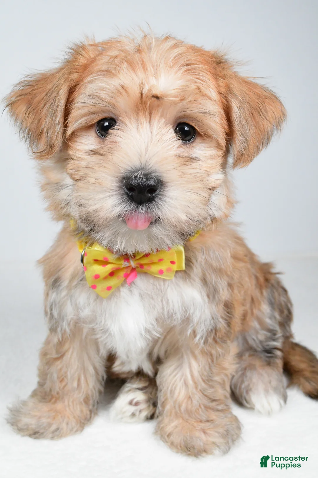 Morkie dogs for sale: Gabe - Ad 2
