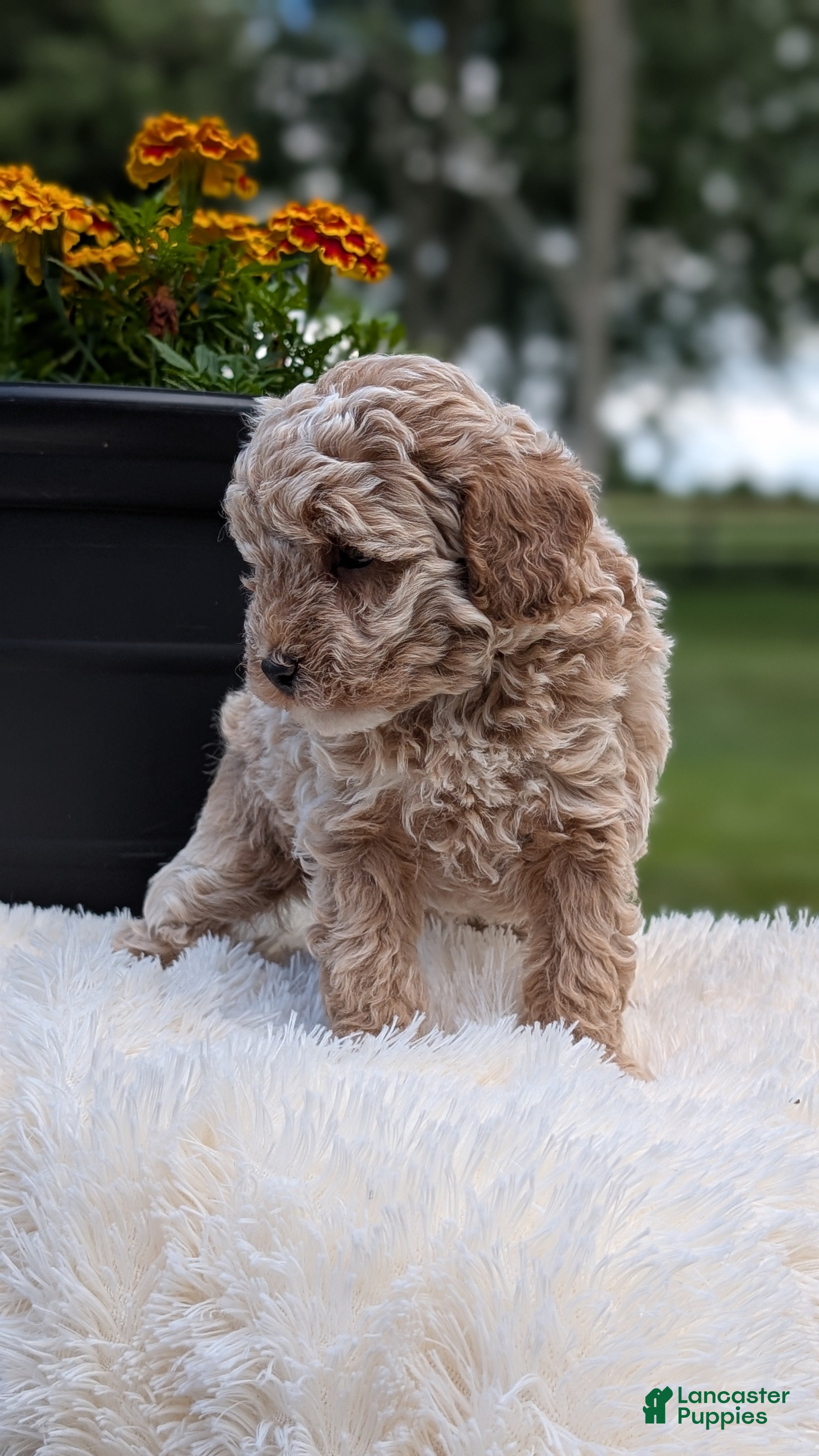 Miniature Poodle dogs Roscoe - Ad 2