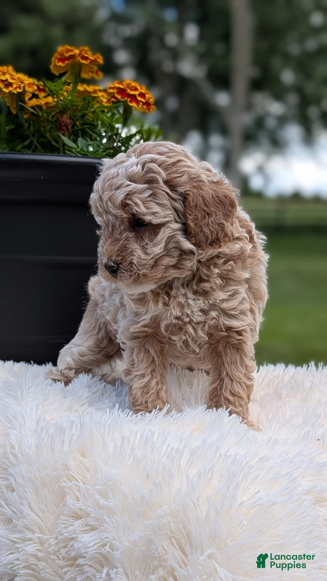 Miniature Poodle dogs for sale: Roscoe - Ad 2