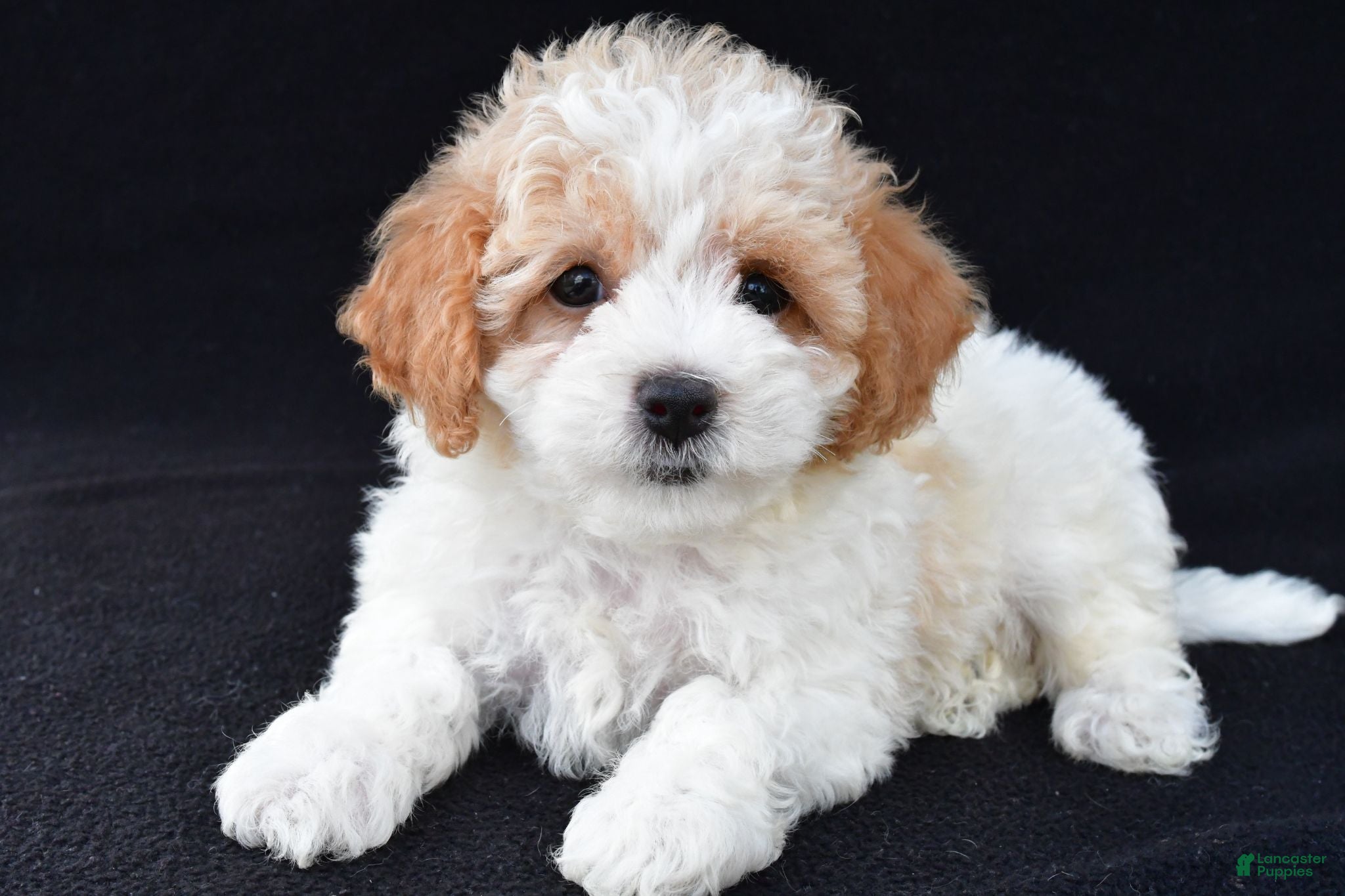 Cavachon dogs Jasper - Ad 2