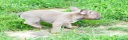 French Bulldog dogs for sale: Hank - Ad 7