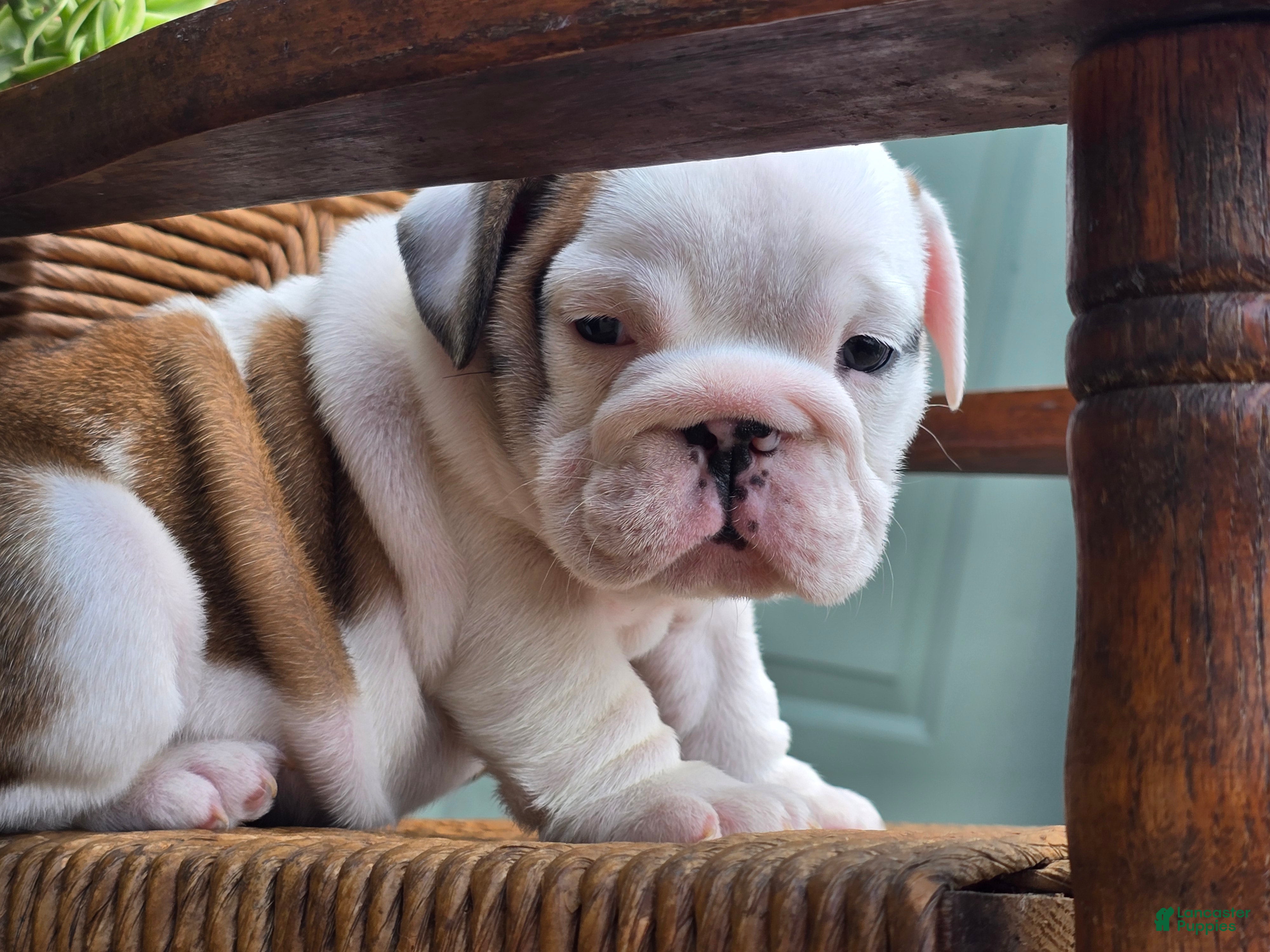 English Bulldog dogs Boba - Ad 1