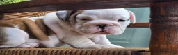English Bulldog dogs for sale: Boba - Ad 1