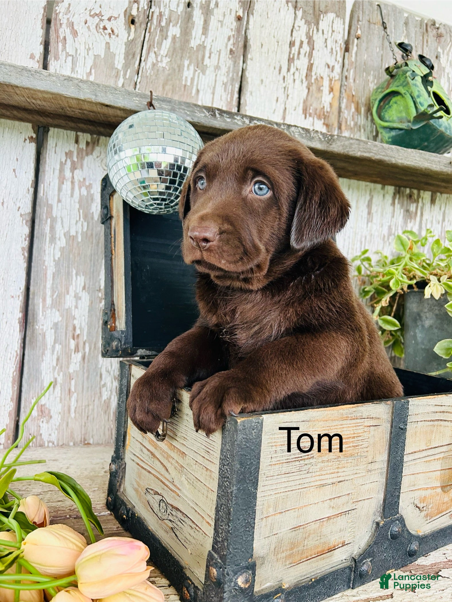 Labrador Retriever dogs for sale: Tom - Ad 4