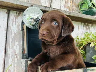 Labrador Retriever dogs for sale: Tom - Ad 4
