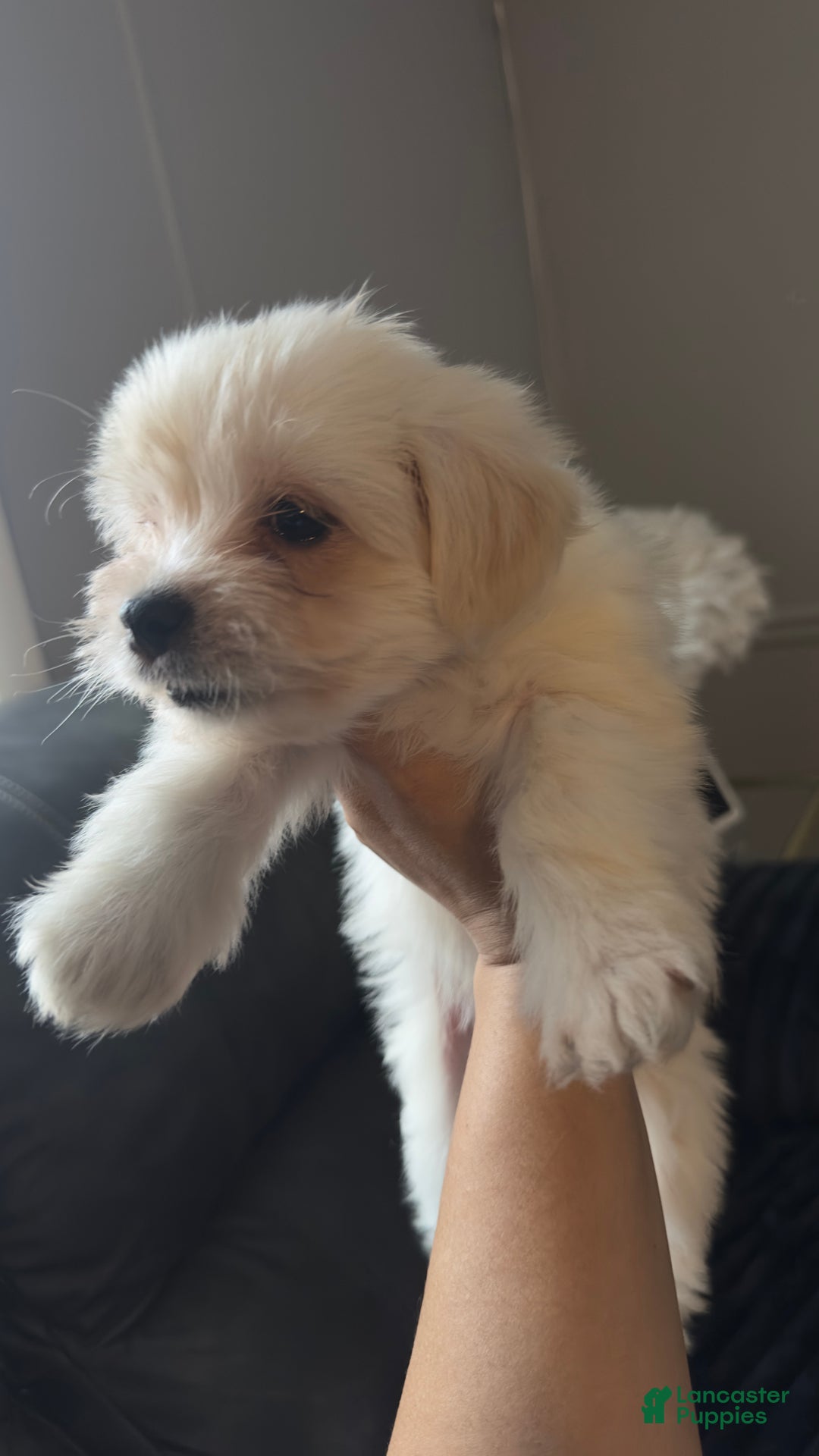 Maltese dogs for sale: Odie  - Ad 5