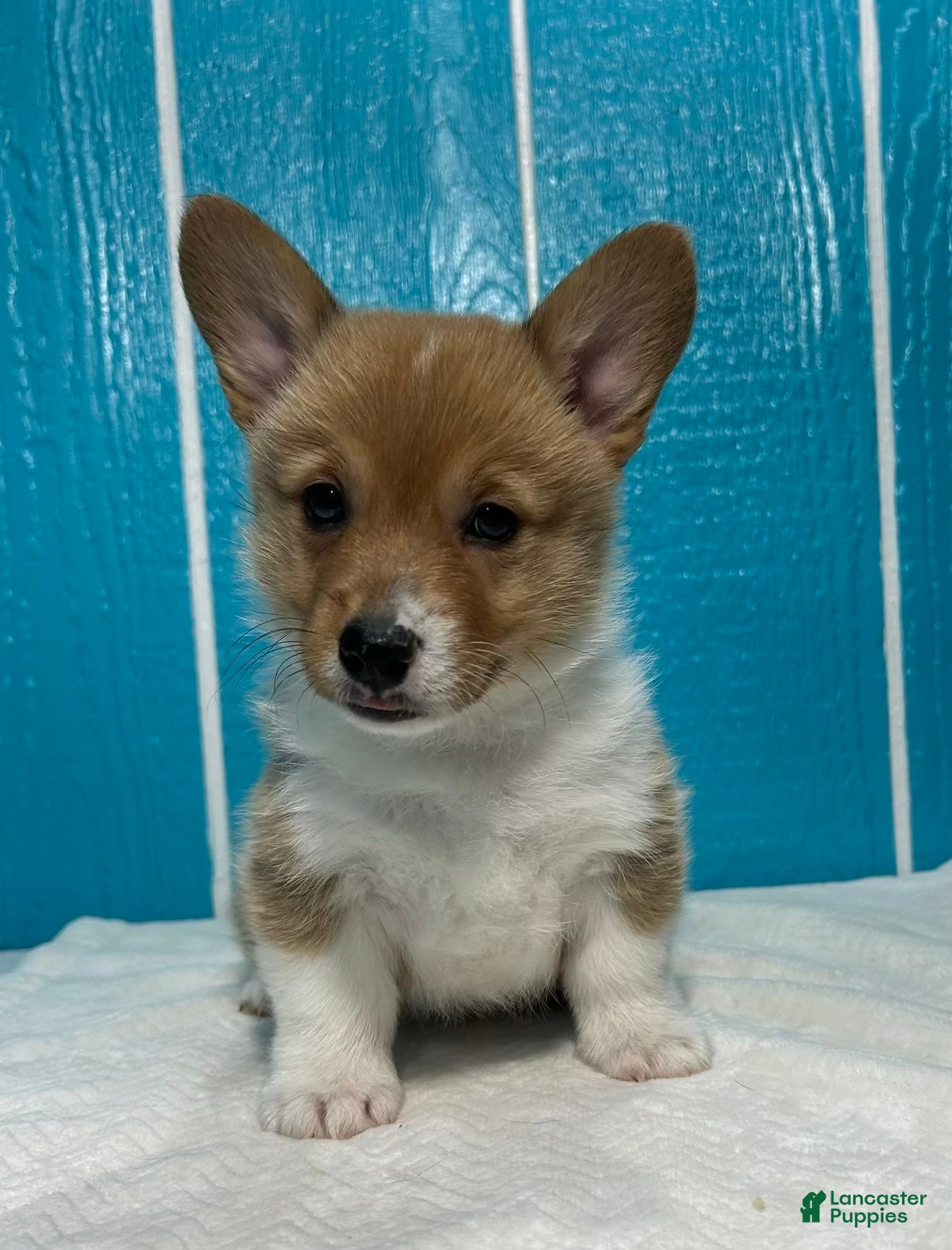 Welsh Corgi Pembroke dogs Cooper Welsh Corgi Pembroke  - Ad 2