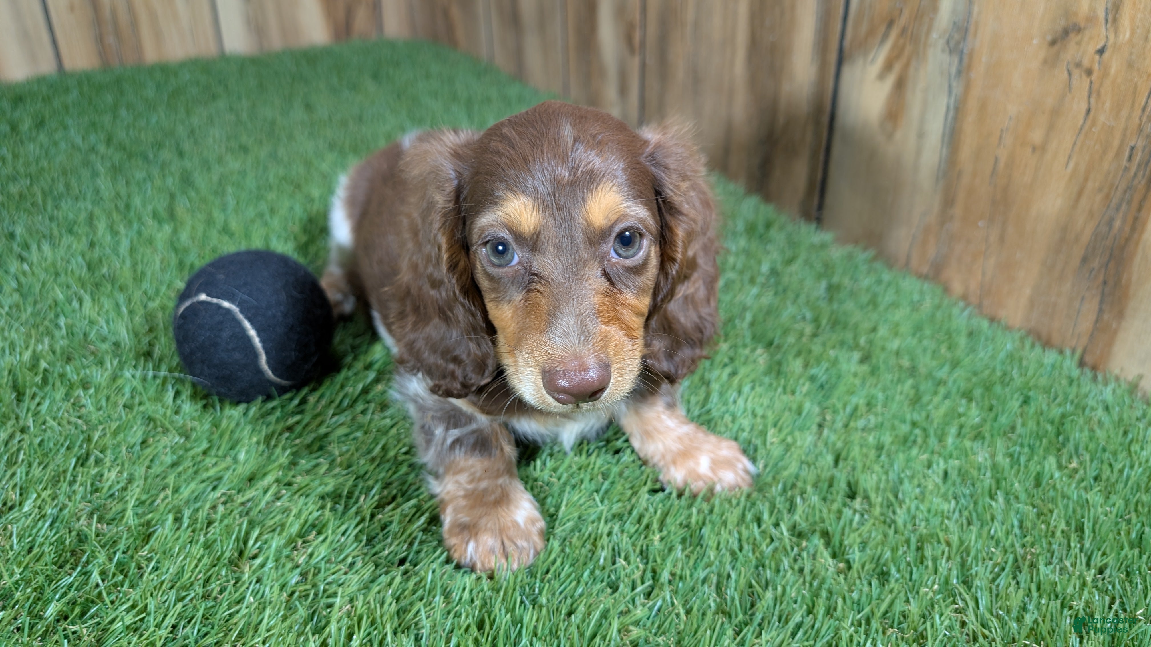 Miniature Dachshund dogs Sweetie Boy 6 - Ad 2