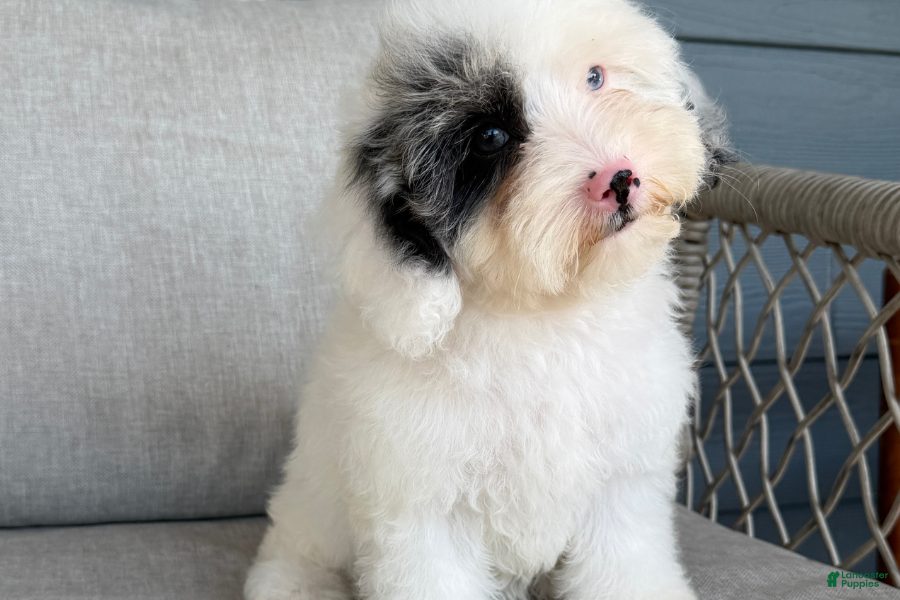 Cavapoo dogs for sale: Blot - Ad 3
