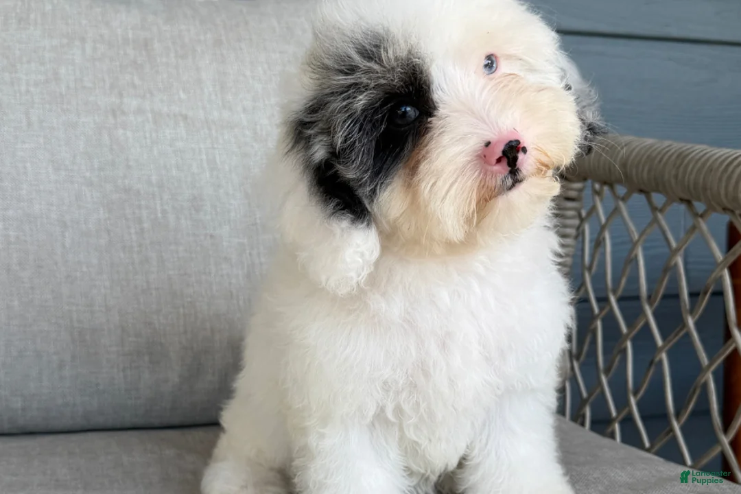 Cavapoo dogs for sale: Blot - Ad 1