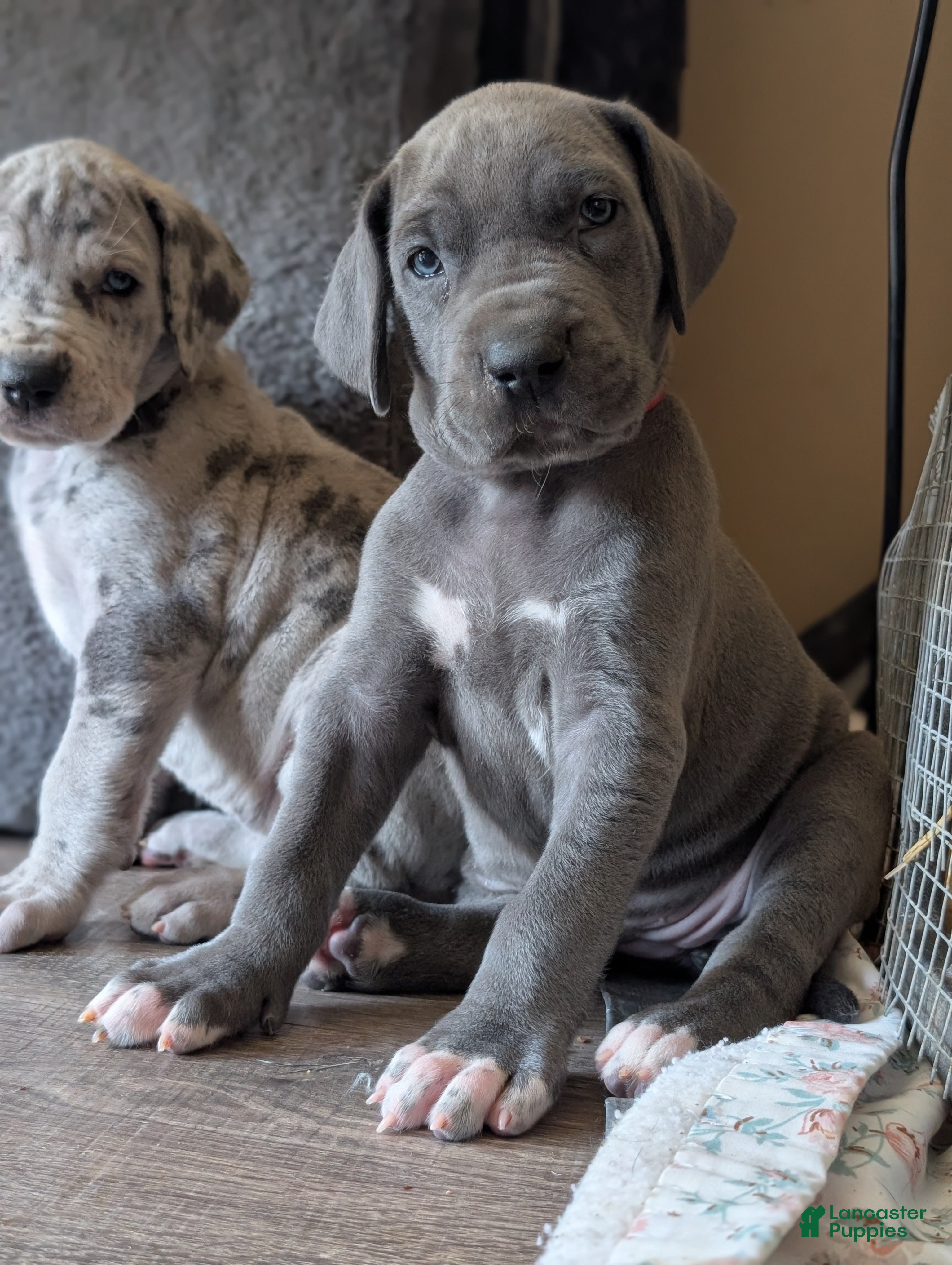 Great Dane dogs Great Dane Puppy 2 - Ad 1