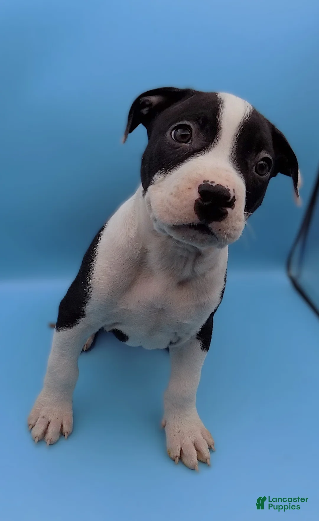 Mixed Breed dogs for sale: Po  - Ad 6