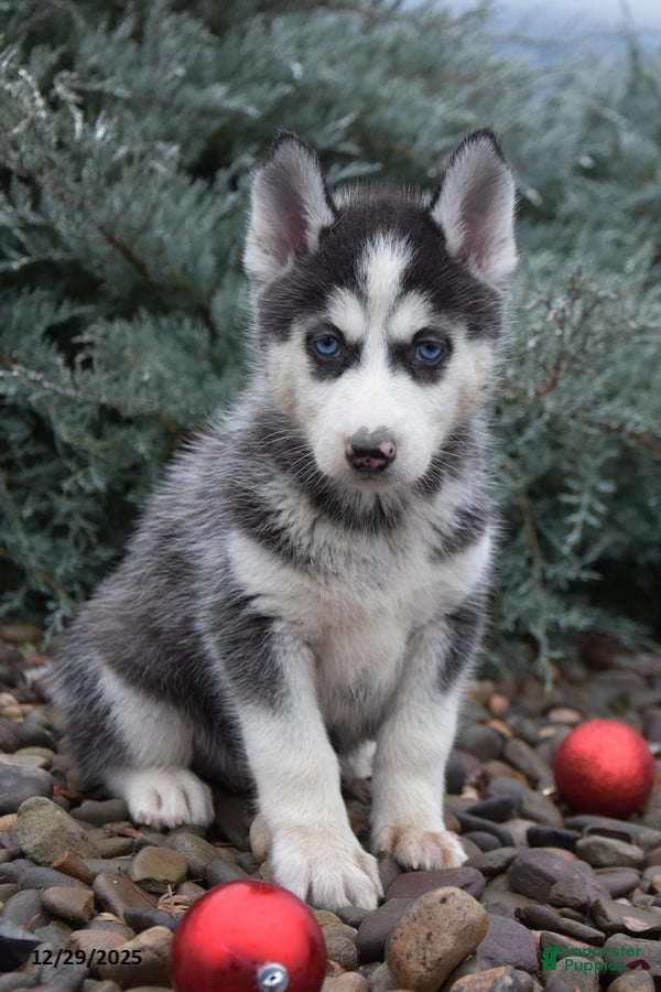 Siberian Husky dogs Funshine - Ad 2