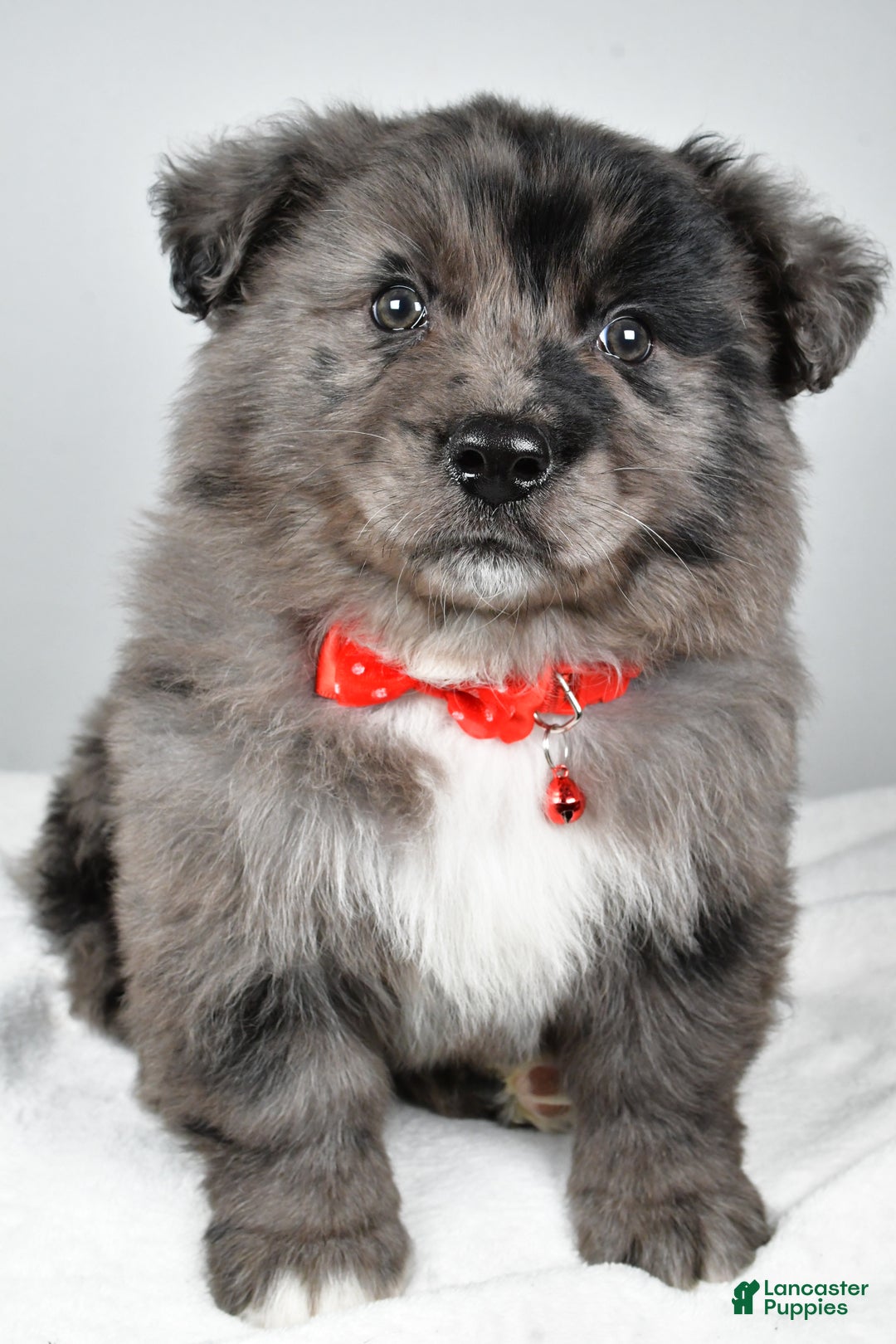 Mixed Breed dogs for sale: Peanut - Ad 6