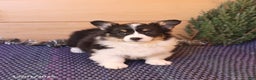 Welsh Corgi Pembroke dogs for sale: Holly - Ad 3