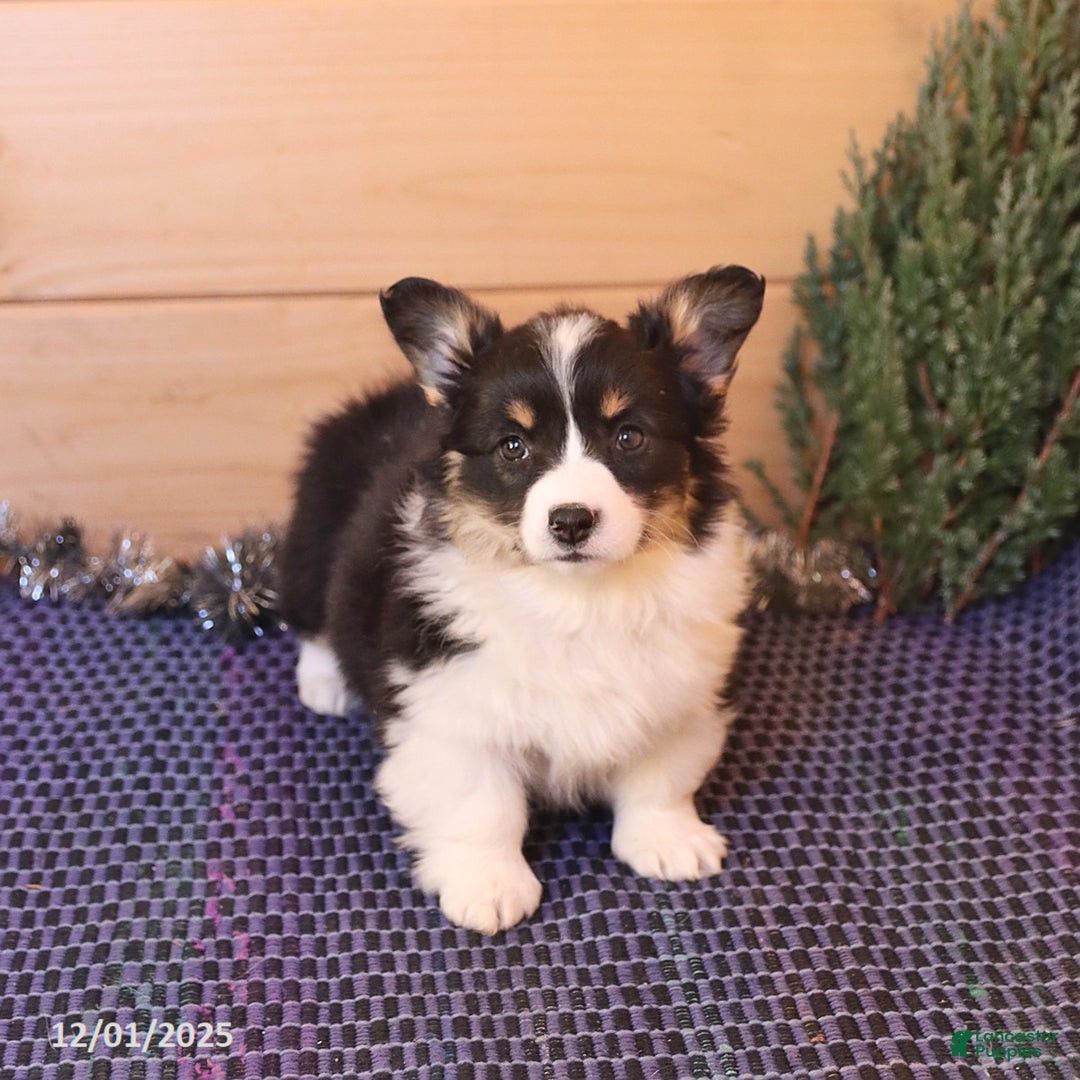Welsh Corgi Pembroke dogs for sale: Holly - Ad 3