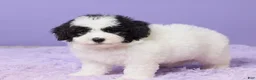 Mini Sheepadoodle dogs for sale: Stella - Ad 5
