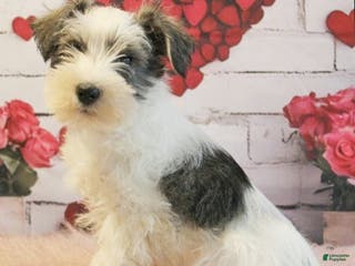 Miniature Schnauzer dogs Toby - Ad 27