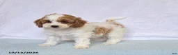 Cavapoo dogs for sale: Cupcake - Ad 3