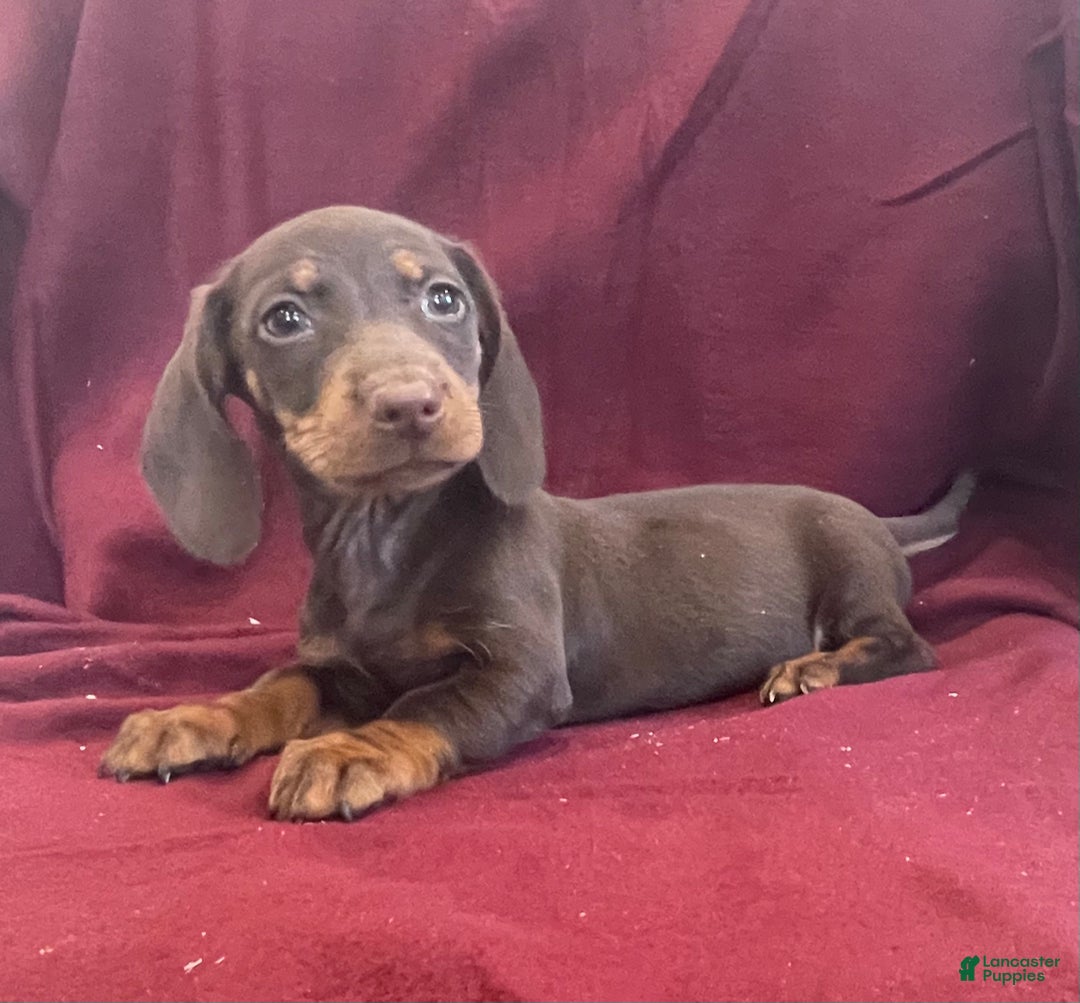 Miniature Dachshund dogs for sale: Dean - Ad 2