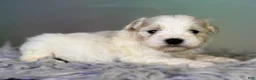 Schnoodle dogs for sale: Pongo - Ad 5
