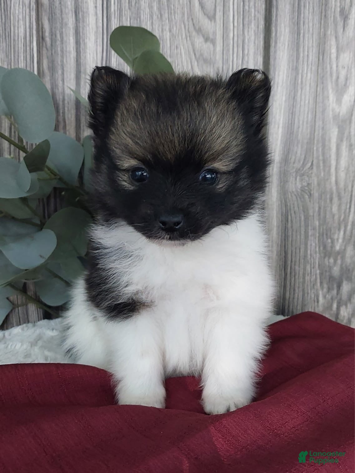 Pomeranian dogs Lexi - Ad 19