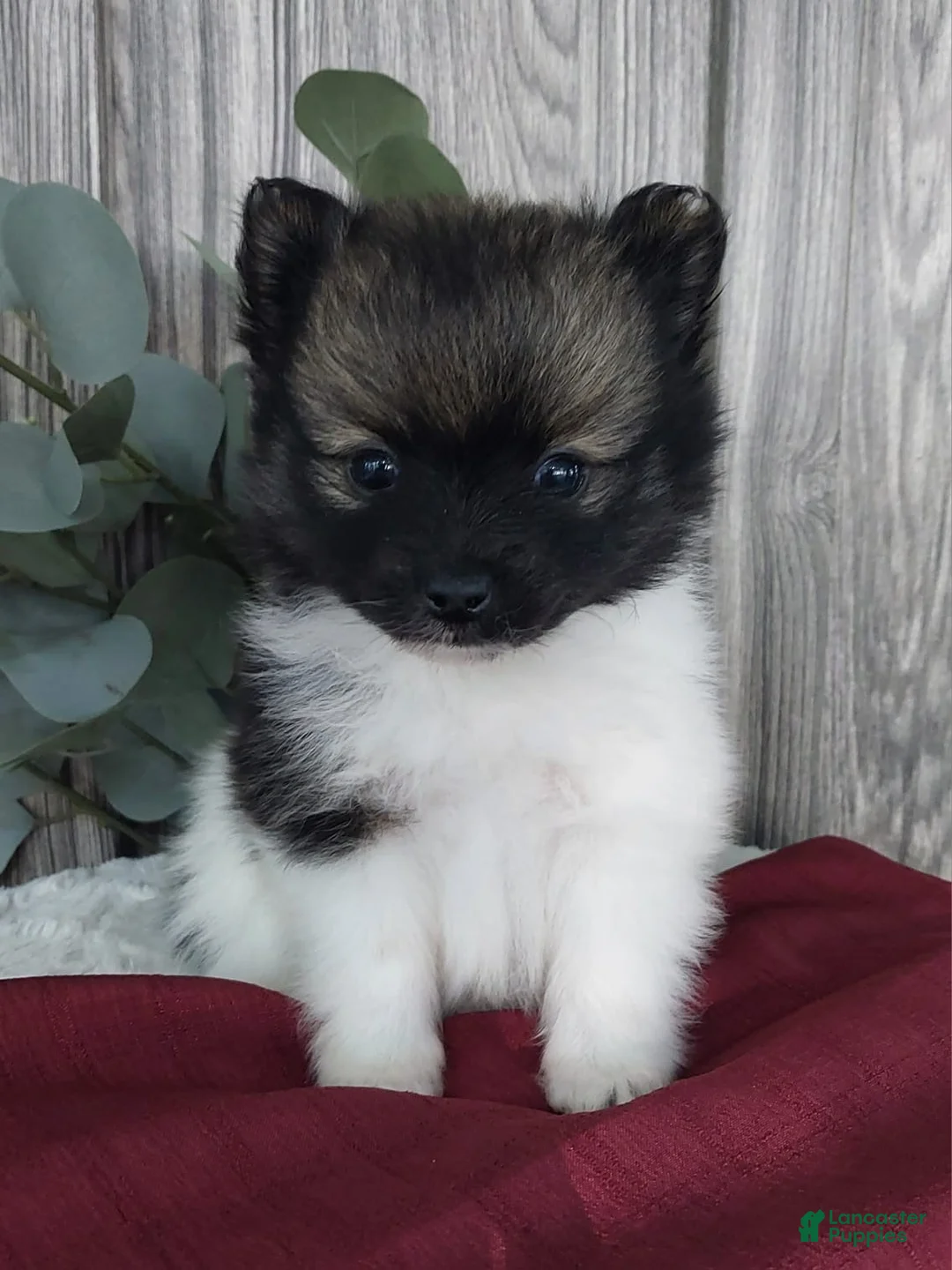 Pomeranian dogs for sale: Lexi - Ad 1