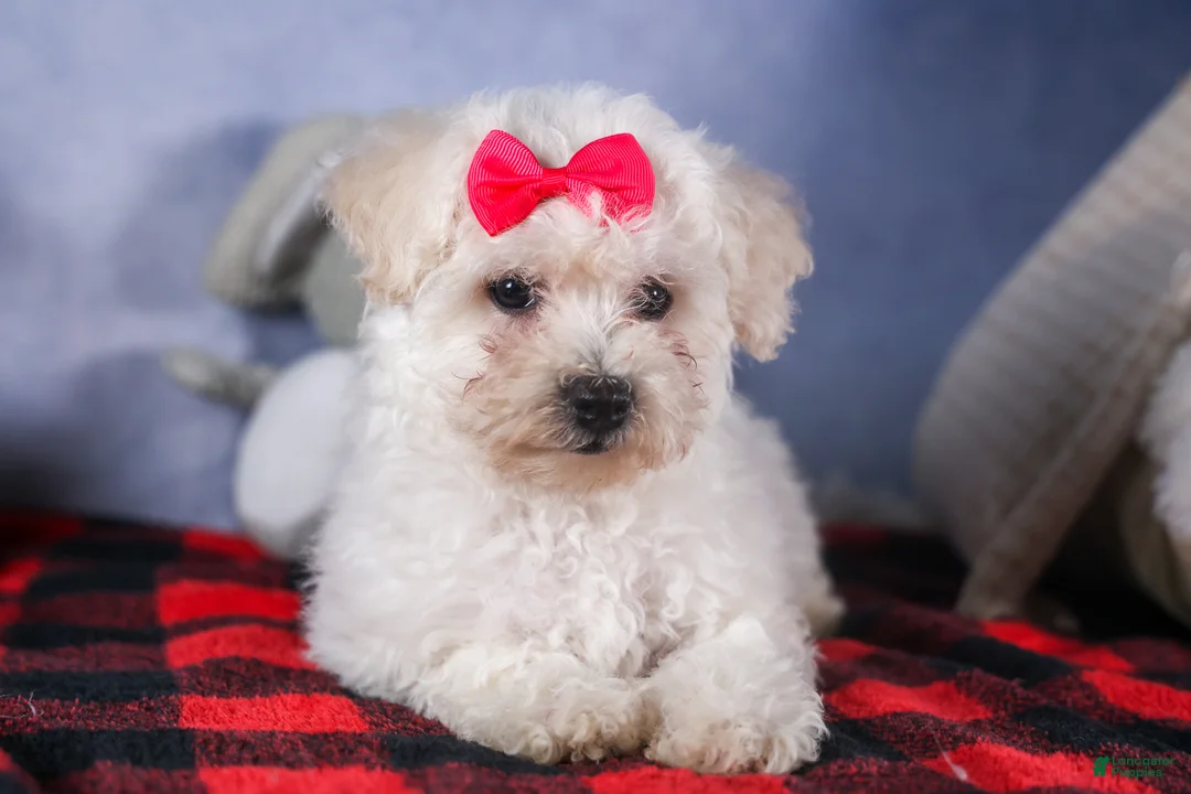 Bichon Frise dogs for sale: Dorria - Ad 4