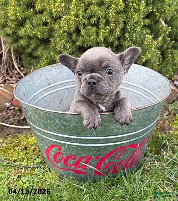 French Bulldog dogs Gus - Ad 1