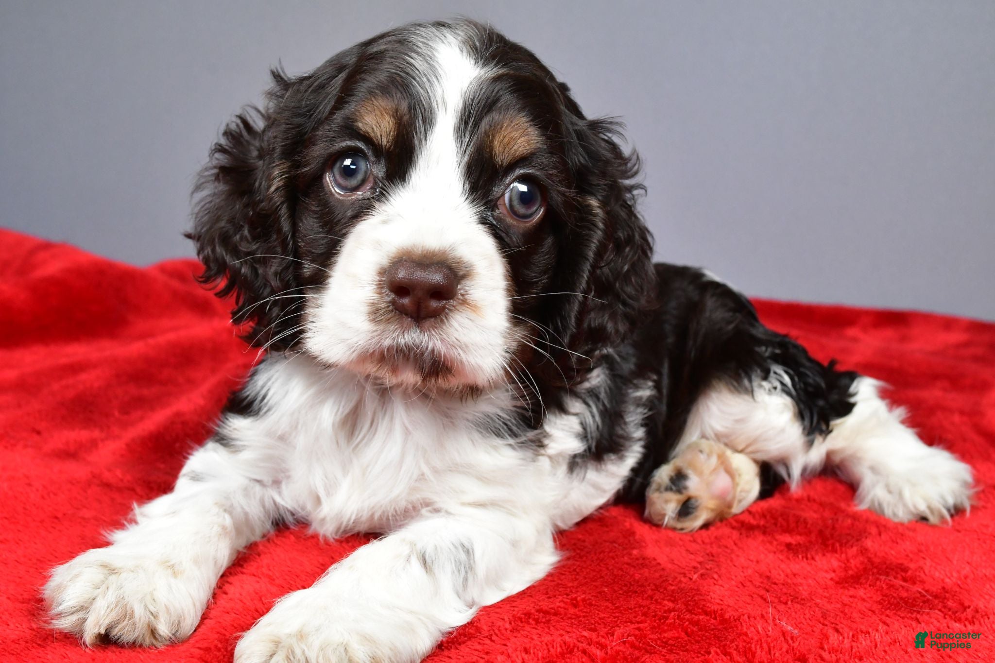 Cocker Spaniel dogs Candy - Ad 1