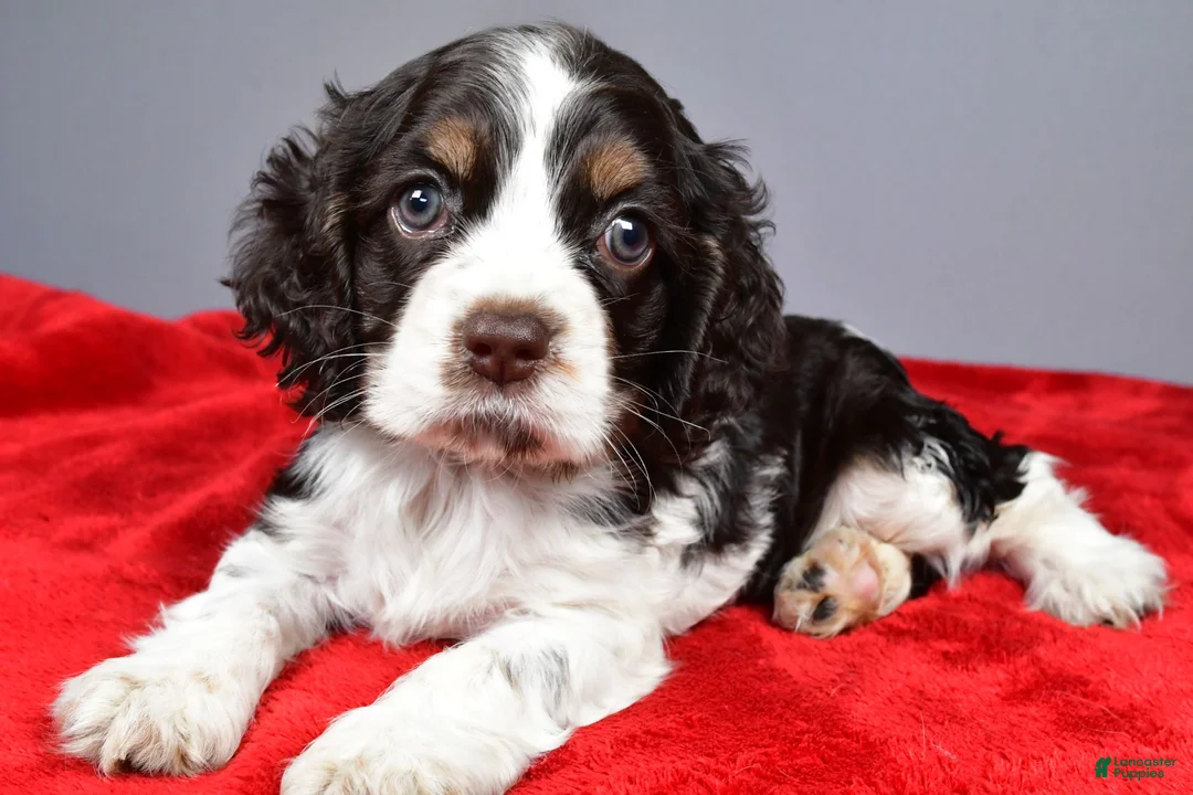 Cocker Spaniel dogs for sale: Candy - Ad 1