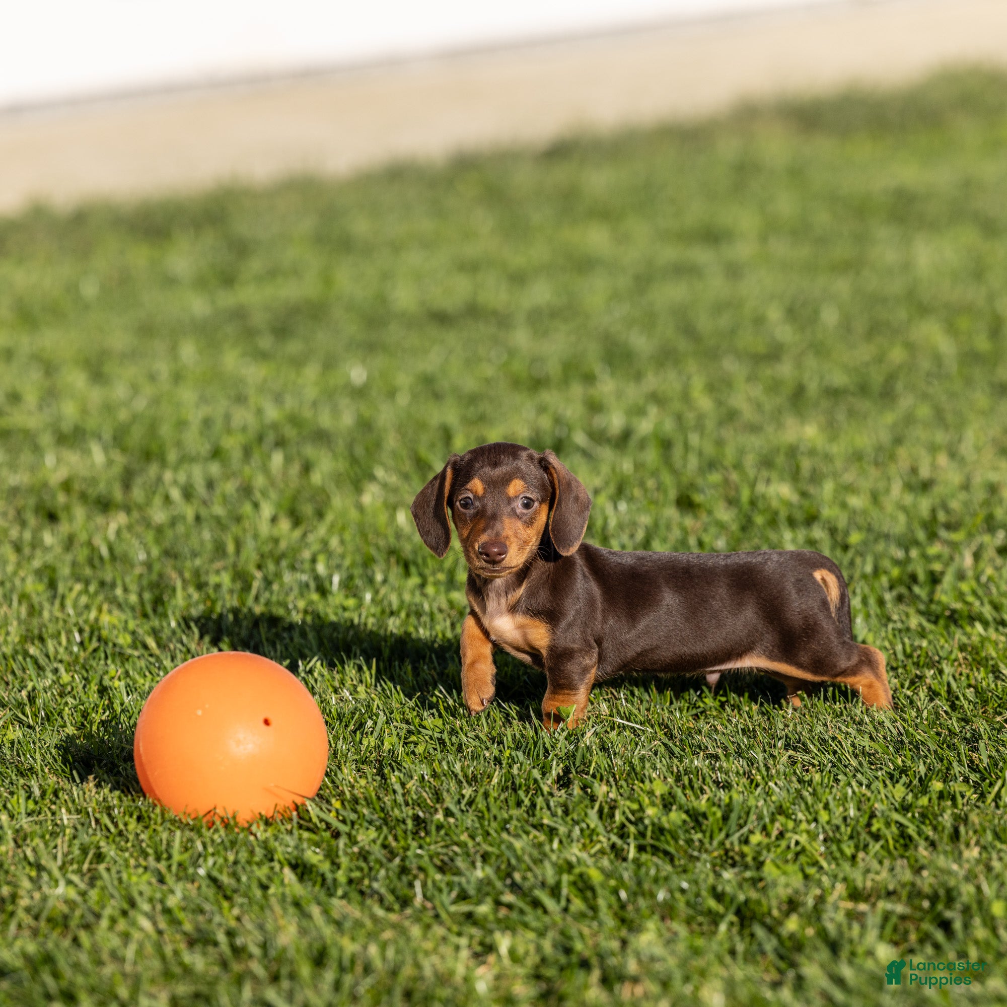 Miniature Dachshund dogs for sale: Scout - Ad 1