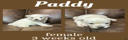 Pomsky dogs for sale: Paddy - Ad 2