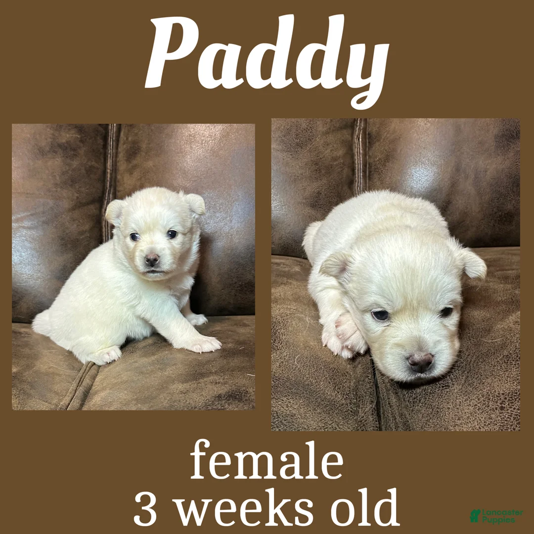 Pomsky dogs for sale: Paddy - Ad 2